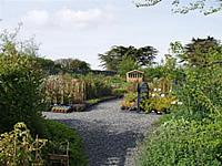 Old Withy Garden Nursery Cornwall