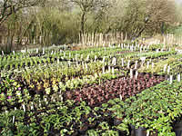 Old Withy Garden Nursery Cornwall